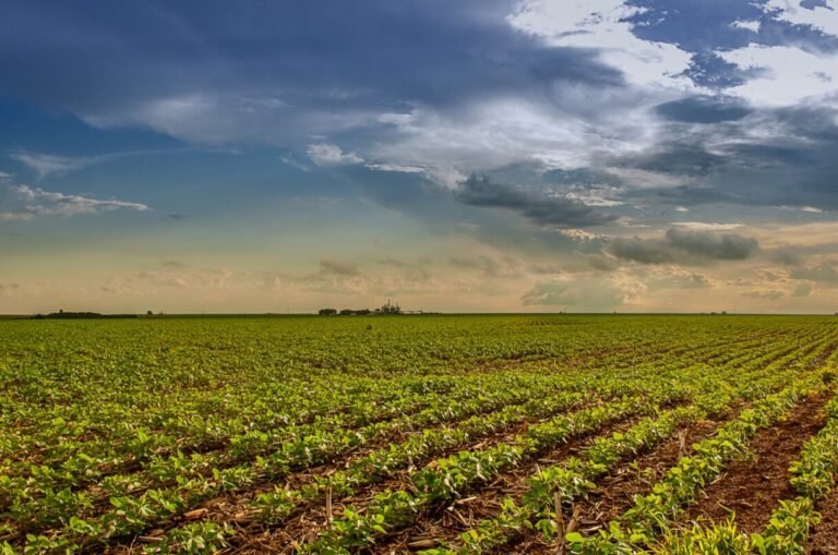 Prazo para plantio da soja em Goiás termina em 2 de janeiro
