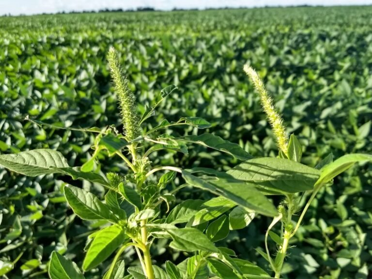 Agrodefesa reforça vigilância para proteger lavouras de soja contra o avanço do Amaranthus palmeri